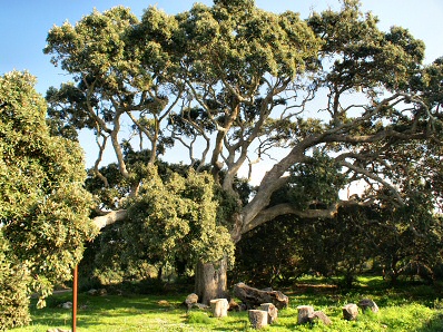 Oak tree of Sa Torreta